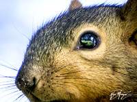 Eastern fox squirrel  - Sciurus niger