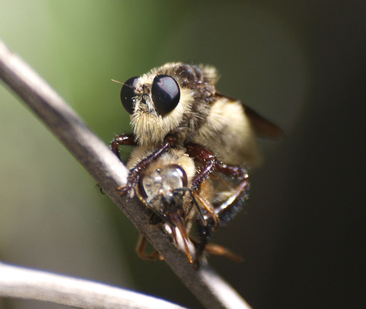 Bumble bee robber fly - Mallaphora fautrix faucticuides