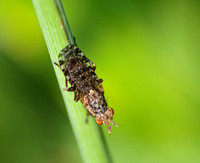 Marsh fly - Dictya spp.