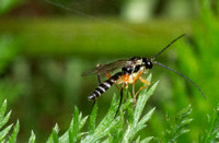 Hoverfly parasitoid wasp - Woldstedtius sp.