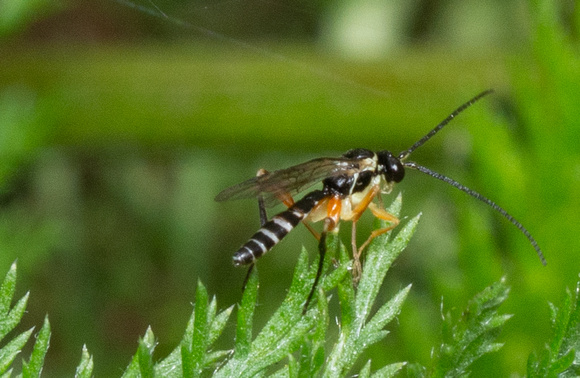 Hoverfly parasitoid wasp - Woldstedtius sp.