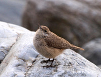 Rock Wren