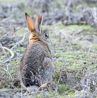 Desert cottontail  - Sylvilagus audubonnii