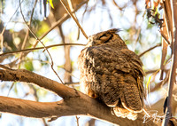 Great Horned Owl - Bubo virginianus