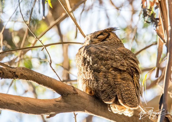 Great Horned Owl - Bubo virginianus