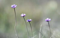 Blue Dicks (Wild Hyacinth) - Dipterostemon capitatus