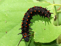 Pipevine swallowtail - Battus philenor