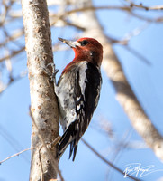 Red-breasted Sapsucker - Sphyrapicus ruber