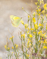 Orange sulphur - Colias eurytheme