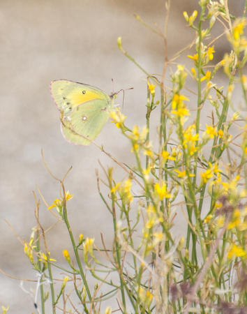 Orange sulphur - Colias eurytheme