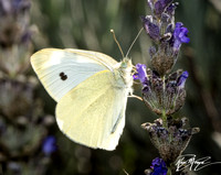 Cabbage white - Pieris rapae