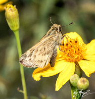 Fiery skipper - Hylefila phyleus