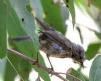 Orange-crowned Warbler - Leiothlypis celata