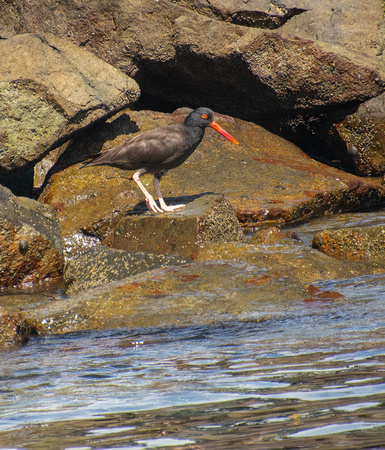 Black Oystercatcher - Haematopus bachmani