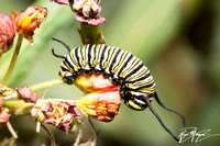 Monarch - Danaus plexippus