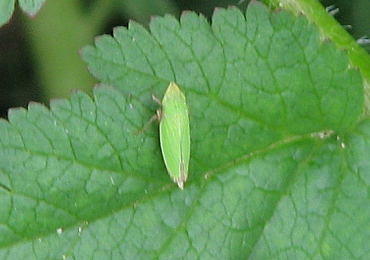 Sharpshooter - Draeculacephala sp.