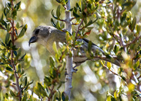 Red Crossbill - Loxia curvirostra