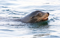 California sea lion - Zalophus californianus