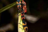 Large milkweed bug -Oncopeltus fasciatus