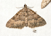 Geometer moth - Archirhoe neomexicana