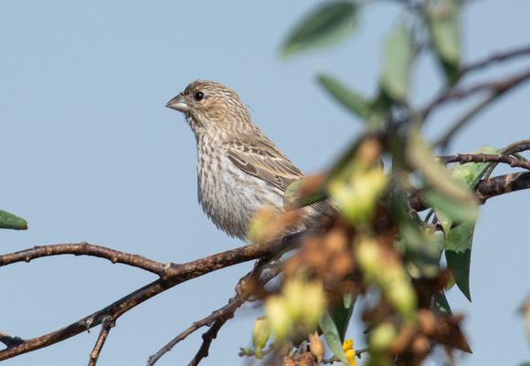 House Finch - Carpodacus mexicanus