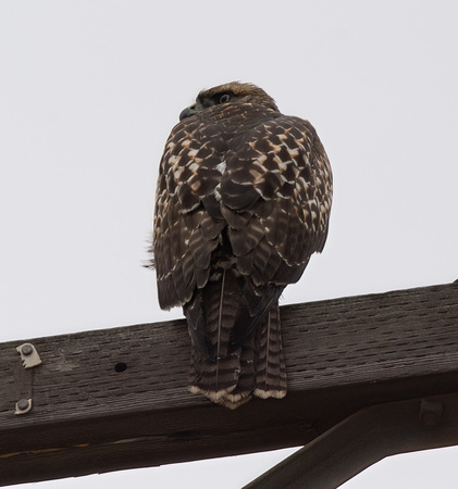 Red-tailed Hawk - Buteo jamaicensis