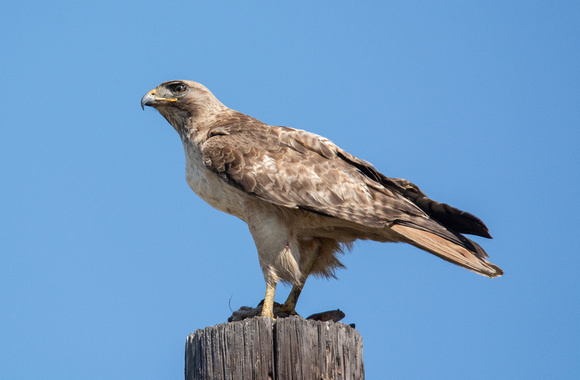 Red-tailed Hawk - Buteo jamaicensis