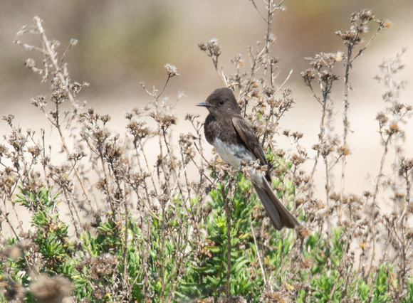 Black Phoebe - Sayornis nigricans