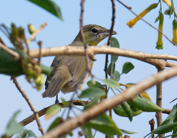 Yellow-breasted Chat - Icteria virens