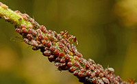 An ant tends his 'flock' of aphids