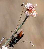 Square-headed wasp - Unidentified sp.