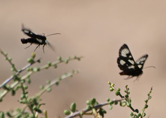 Riding's forester moth - Alypia ridingsii