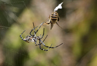 Silver argiope - Argiope argentata