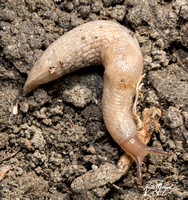 Milky Slug - Deroceras reticulatum