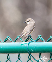 Vermilion Flycatcher - Pyrocephalus rubinus (female)