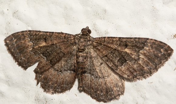 Somber Carpet - Disclisioprocta stellata