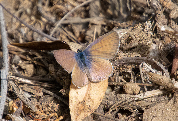Marine blue -Leptotes marina