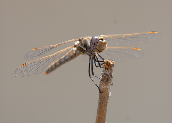 Variegated Meadowhawk - Sympetrum corruptum