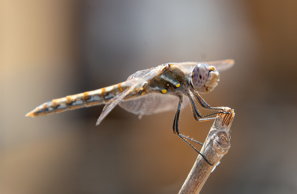 Variegated Meadowhawk - Sympetrum corruptum