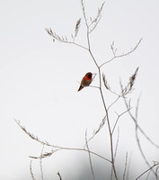 Allen's Hummingbird - Selasphorus sasin