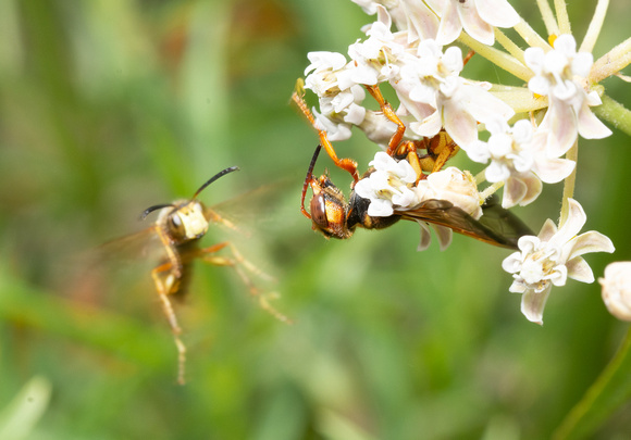 Weevil wasp - Cerceris bicornuta