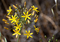 Golden Stars - Bloomeria crocea