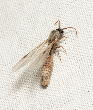 Legionary ant - Neivamyrmex sp.