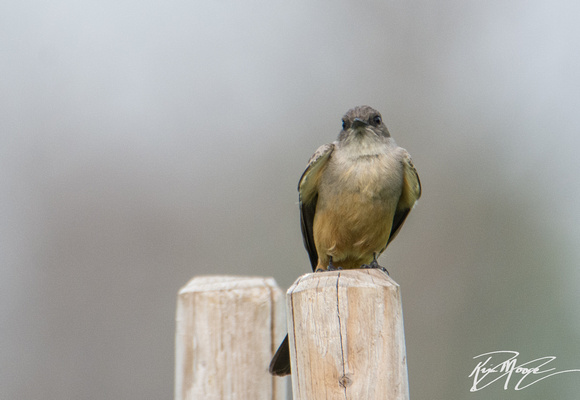 Say’s Phoebe  - Sayornis saya