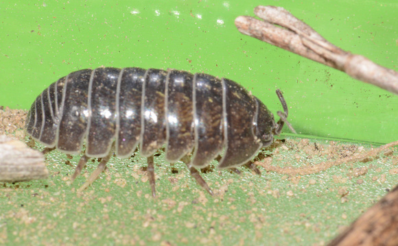 Pill bug - Armadillidum vulgare