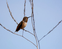 Allen's Hummingbird - Selasphorus sasin