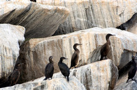 Brandt's Cormorant - Phalacrocorax penicillatus