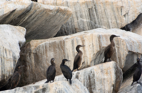 Brandt's Cormorant - Phalacrocorax penicillatus