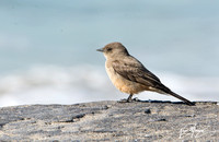 Say’s Phoebe  - Sayornis saya