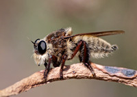 Bumble bee robber fly - Mallaphora fautrix faucticuides